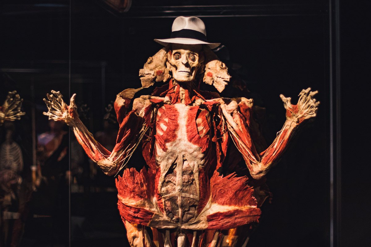 На примерах «живых» инсталляций зрители смогут проследить все изменения, происходящие с телом человека на протяжении жизни