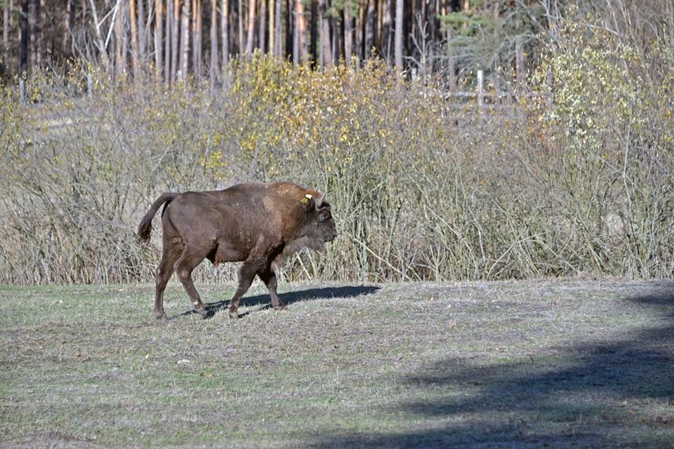 В четверг, 28 ноября, Киевский зоопарк передал молодого зубра по имени Мускат в Национальный парк «Залесье» В четверг, 28 ноября, Киевский зоопарк передал молодого зубра по имени Мускат в Национальный парк «Залесье»