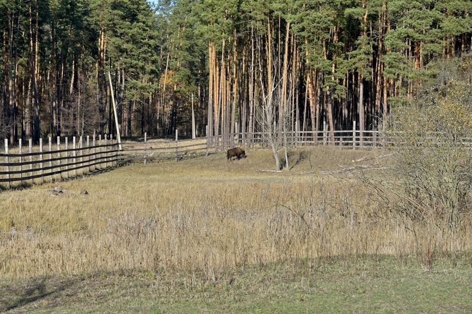 Теперь зубр целый год будет проходить адаптацию в специальном вольере площадью 2 гектара Теперь зубр целый год будет проходить адаптацию в специальном вольере площадью 2 гектара