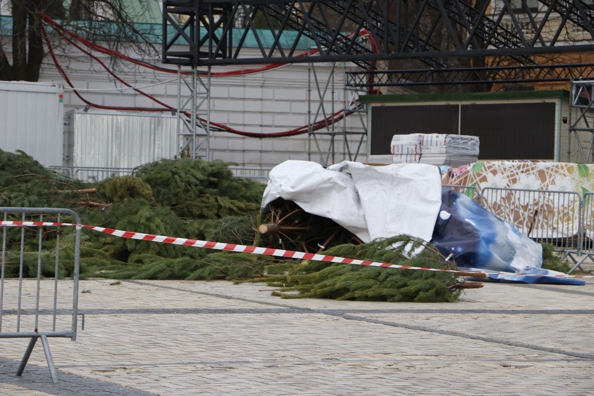 Житомирские деревья Житомирские деревья