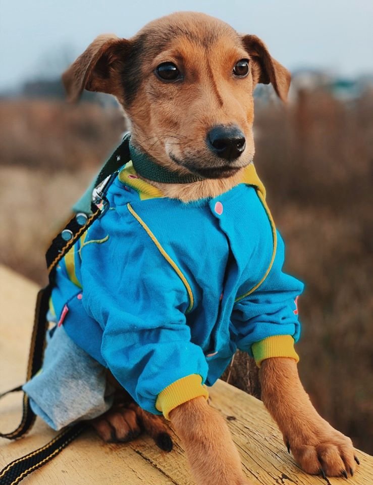 Этот прекрасный малыш мечтает о семье, которой у него раньше не было