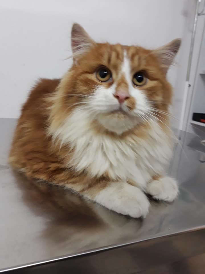 Кузя долгое время жил на улице, а сейчас на передержке