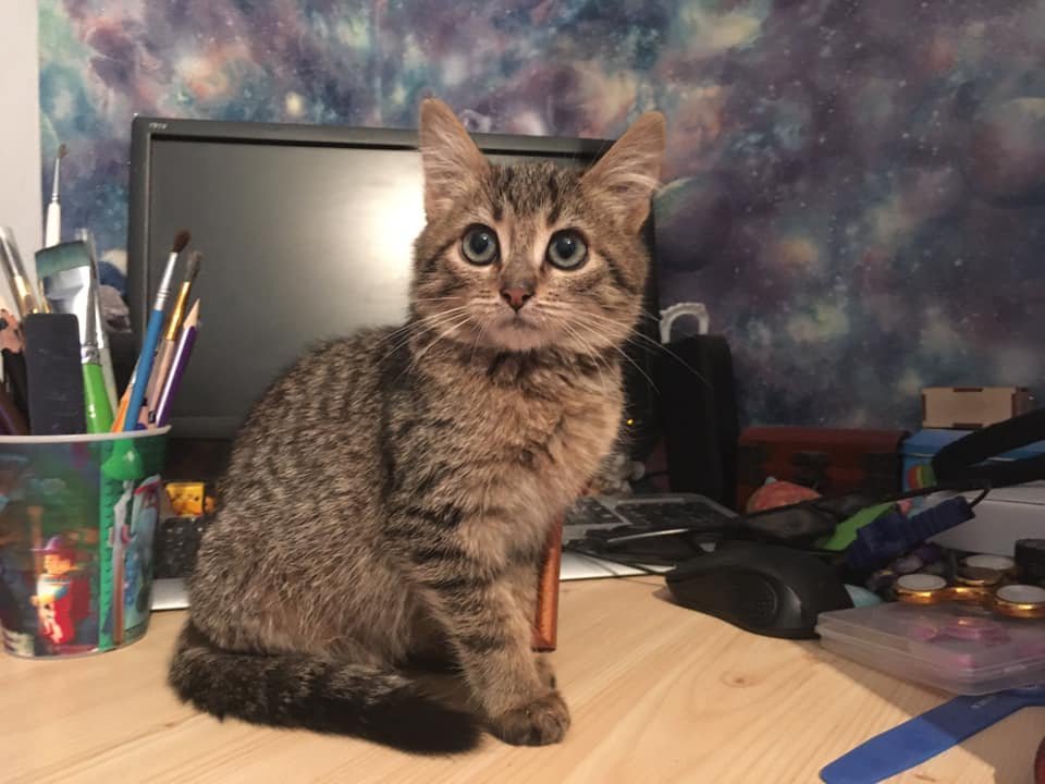 Кнопка хочет поселиться в уютной квартире 