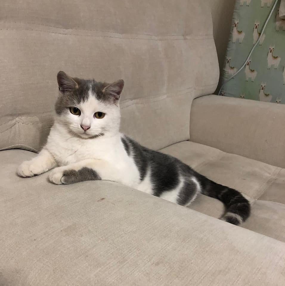 Ластунишка готов подарить вам свое мурчанье