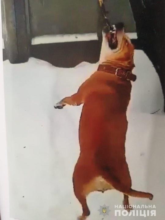 Собака, которую натравила на прохожих злоумышленница 