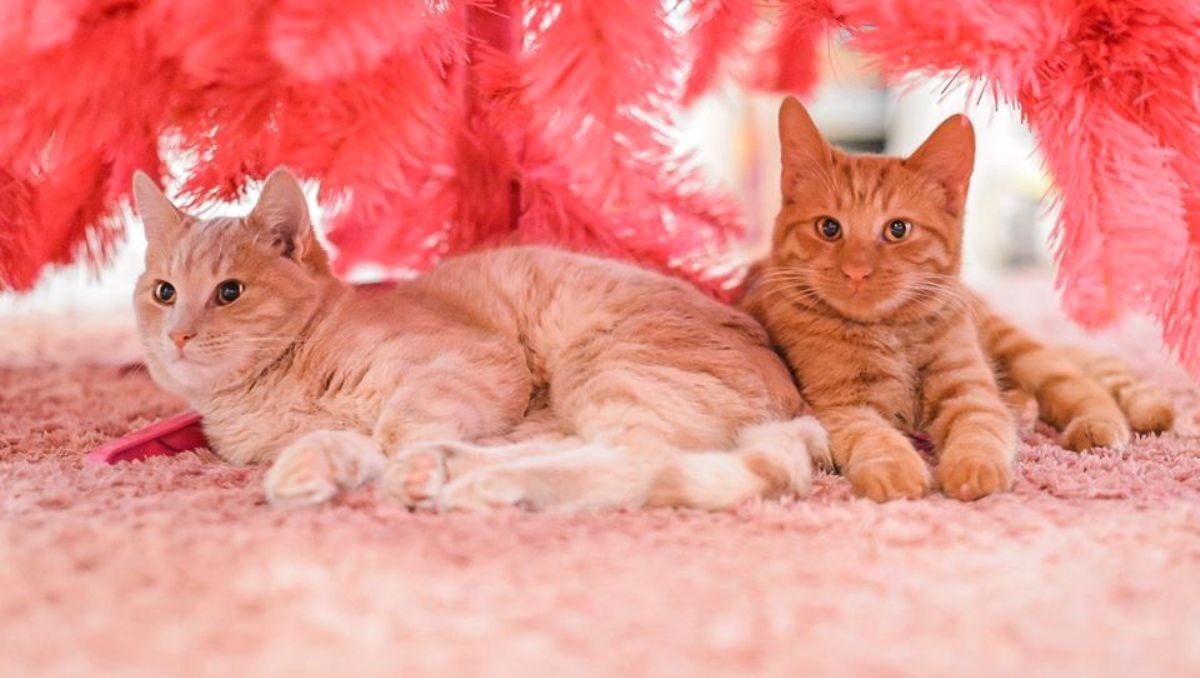 Рекомендуем отправиться на кототерапию