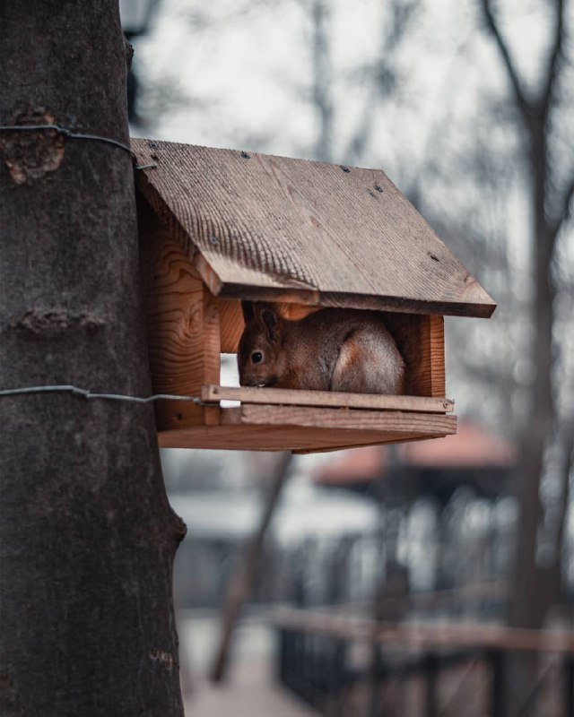 Она тоже украшает домик и ждет Деда Мороза. Фото: @rostikarts Она тоже украшает домик и ждет Деда Мороза. Фото: @rostikarts