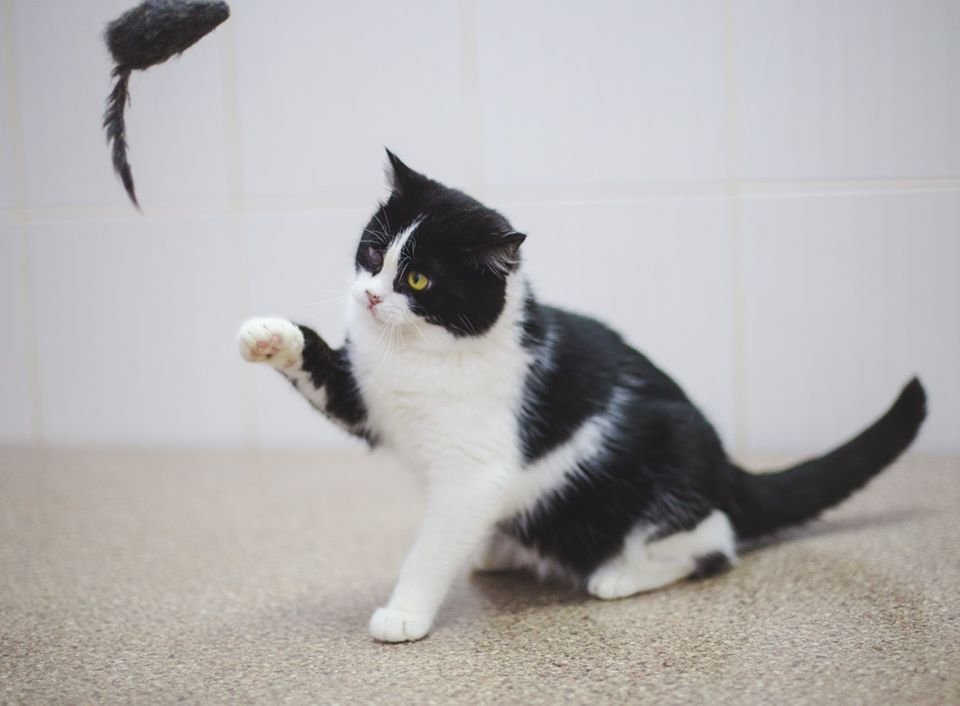 Фантик любит внимание и этим же вниманием окутает вас Фантик любит внимание и этим же вниманием окутает вас