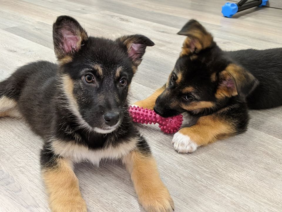 Бася и Тося не дадут вам заскучать! Бася и Тося не дадут вам заскучать!