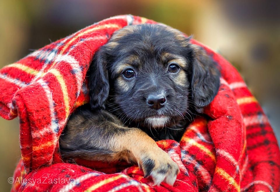 Эта крошечка заслуживает любви! Эта крошечка заслуживает любви!