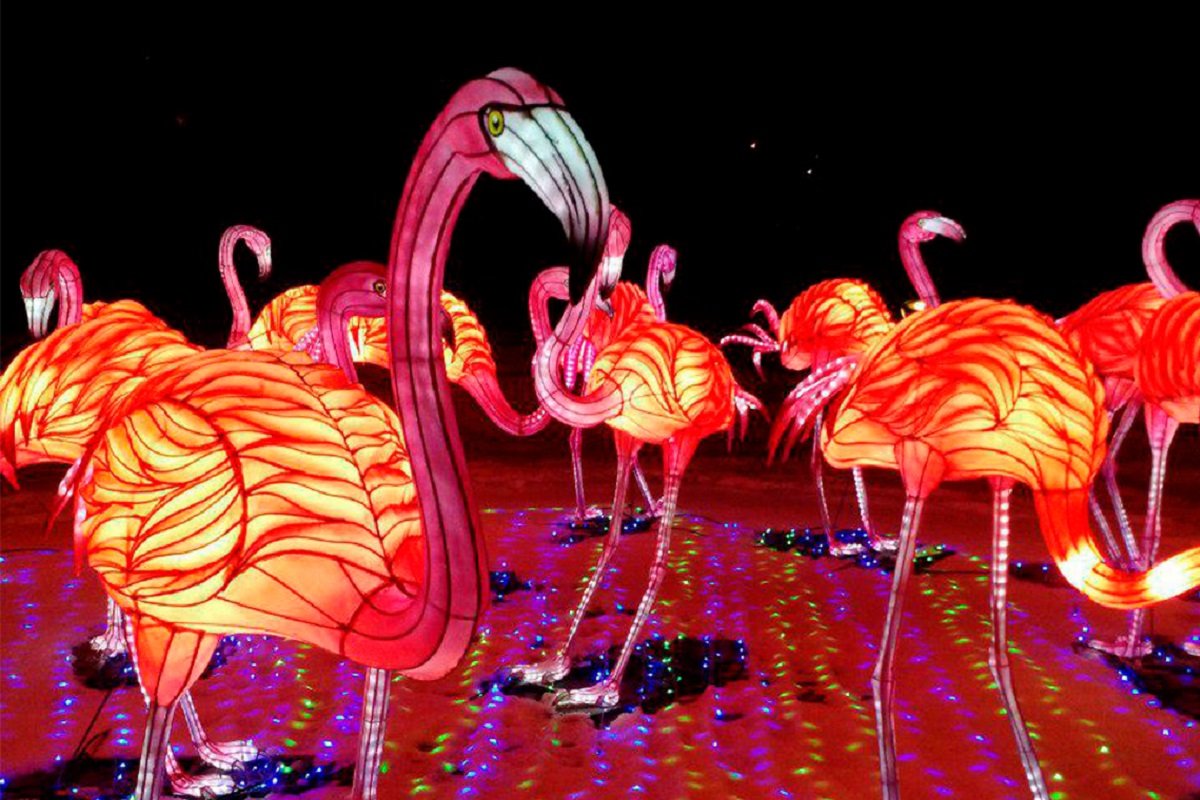 Где еще можно встретить таких фламинго во время зимы