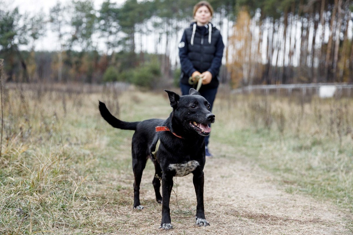 Мая мечтает о самом теплом доме, самом мягком диванчике и самой любящей семье! Мая мечтает о самом теплом доме, самом мягком диванчике и самой любящей семье!