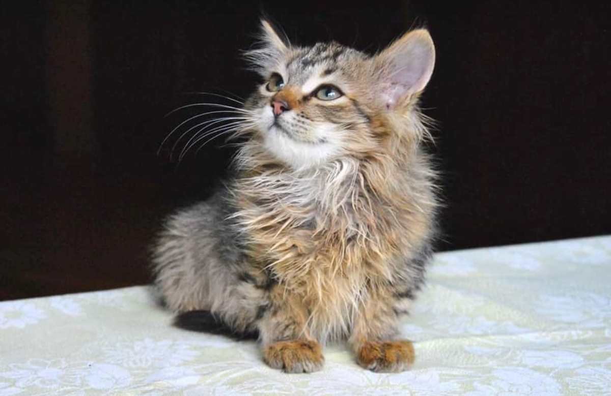 Стесняшка Шана готова дарить любовь и тепло СВОЕМУ человеку Стесняшка Шана готова дарить любовь и тепло СВОЕМУ человеку