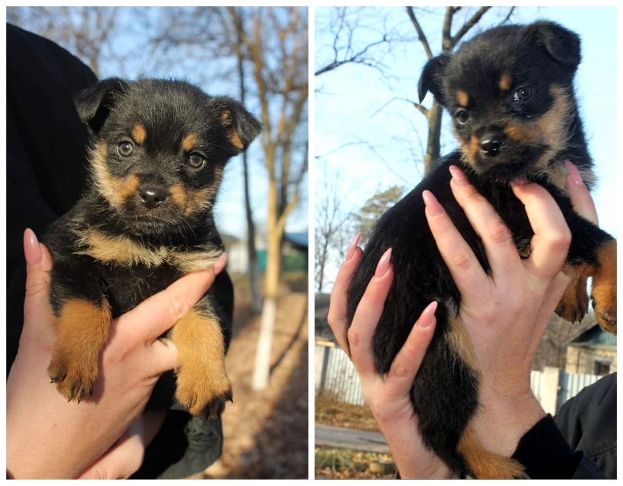 Подарите любовь: какие животные ищут дом в Киеве 5