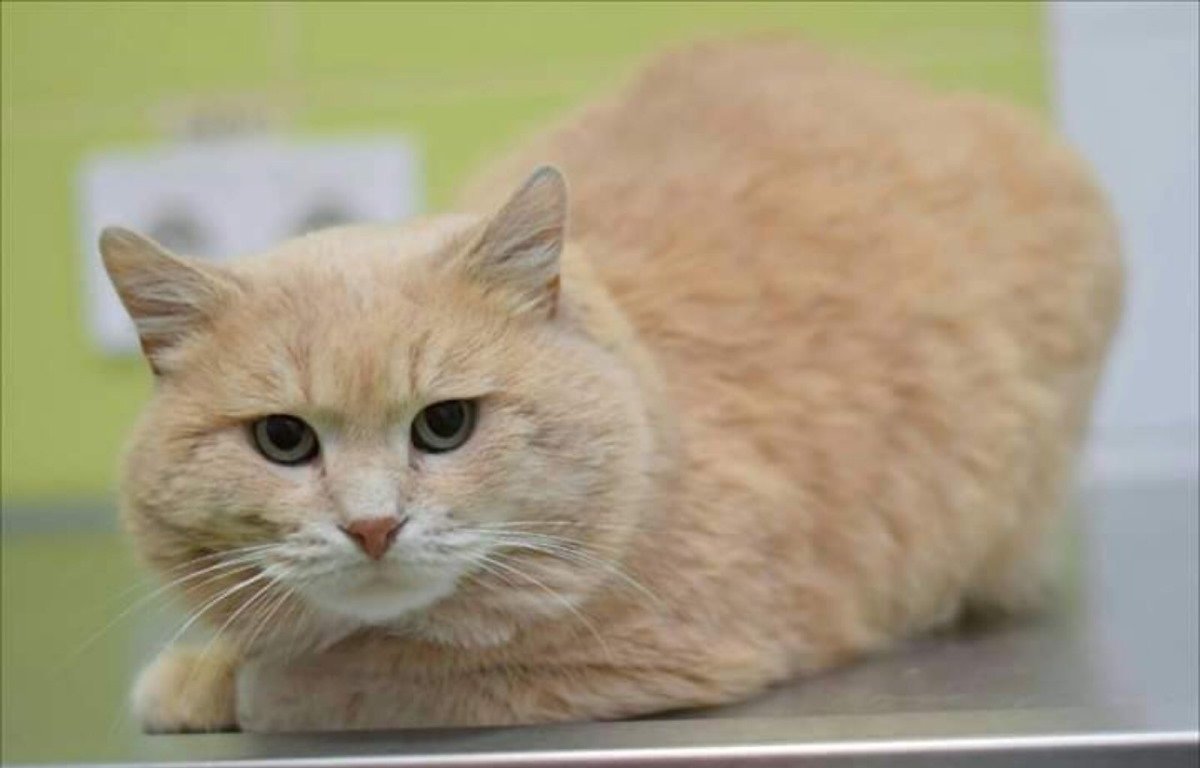 Плюшевый и ласковый красавчик Персик Плюшевый и ласковый красавчик Персик