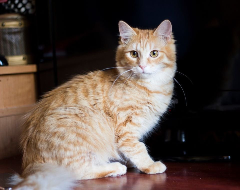 Эта рыжая девочка точно принесет вам удачу! Эта рыжая девочка точно принесет вам удачу!