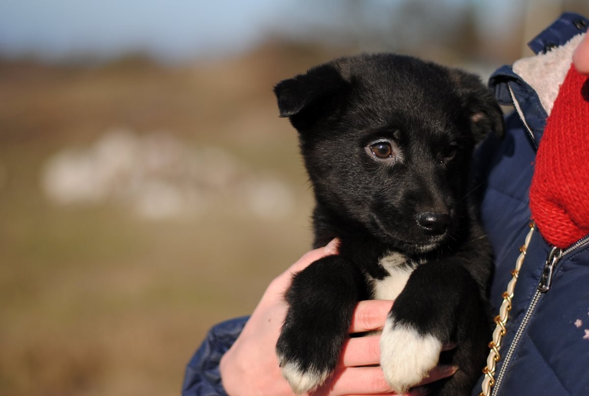 Подарите Санте свою любовь и теплый дом Подарите Санте свою любовь и теплый дом