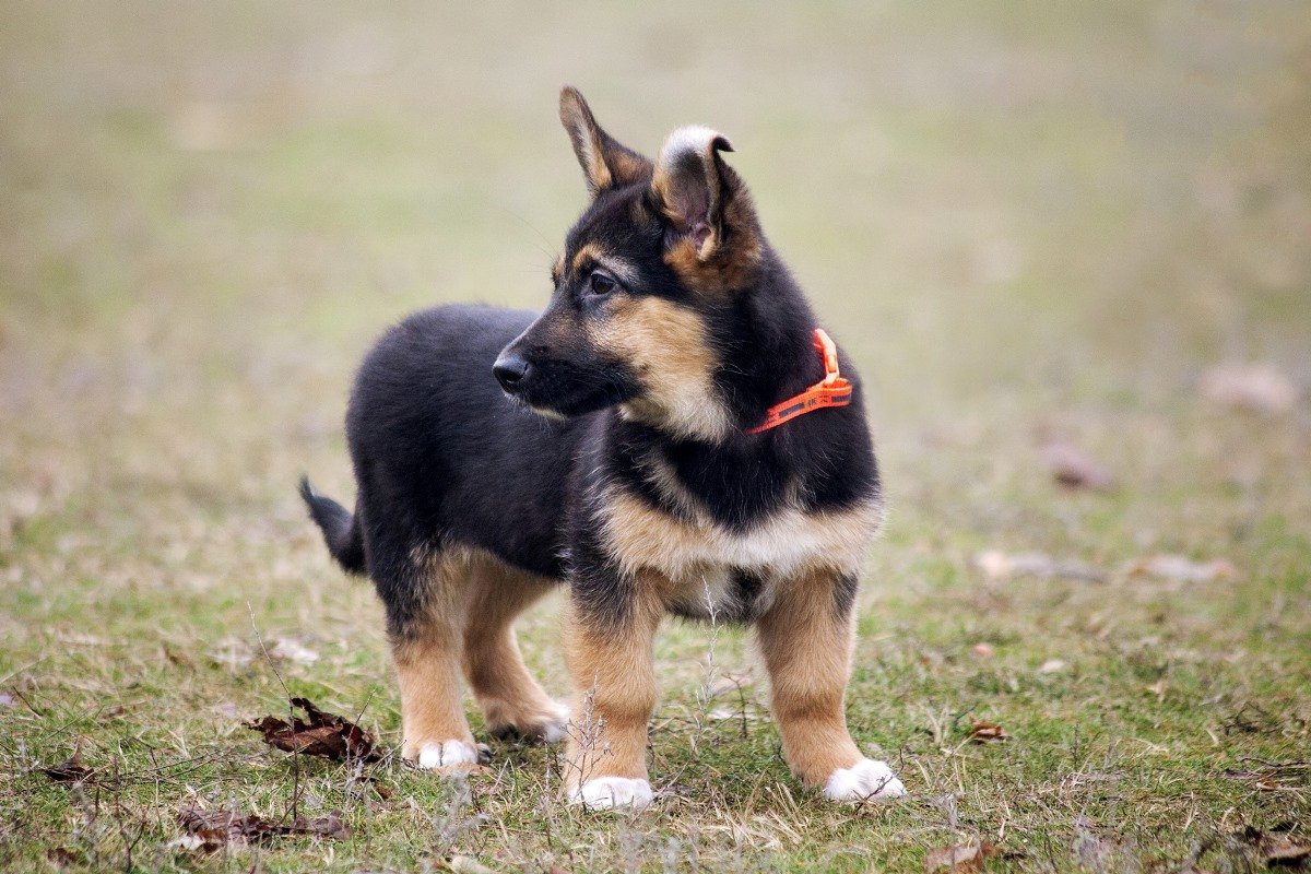 Уровень мимимишности зашкаливает! Уровень мимимишности зашкаливает!