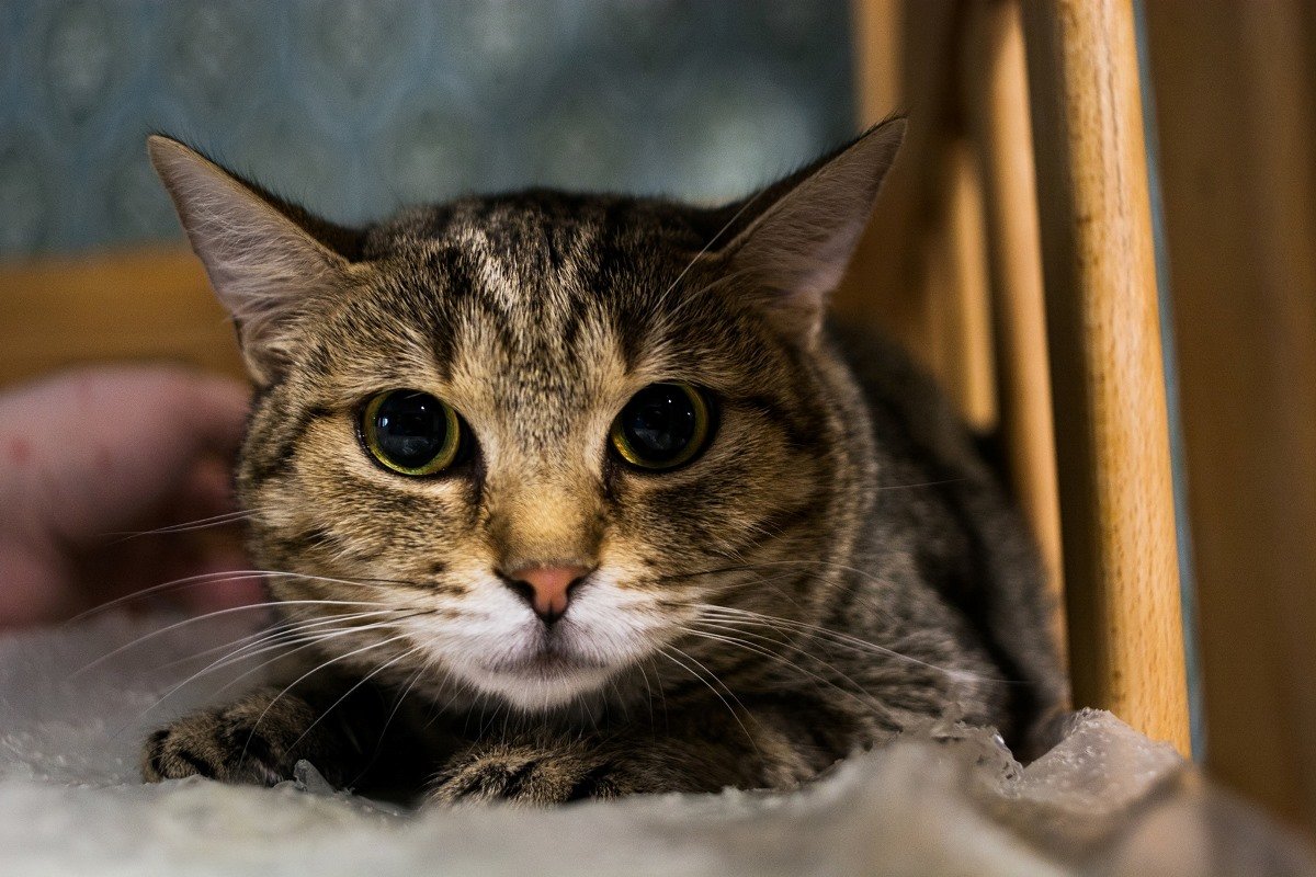 Эти глазки - просто космос Эти глазки - просто космос