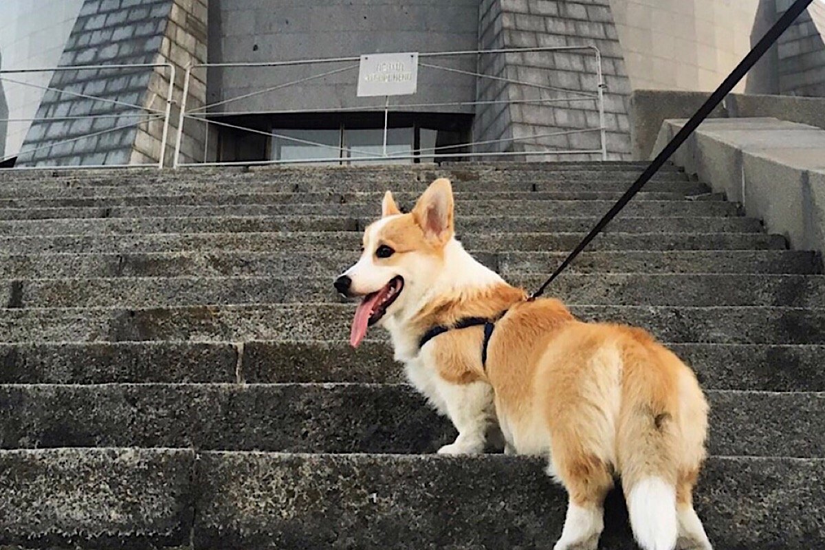 Корги теперь не только милый экскурсовод по Киеву, но еще и амбассадор столицы Корги теперь не только милый экскурсовод по Киеву, но еще и амбассадор столицы