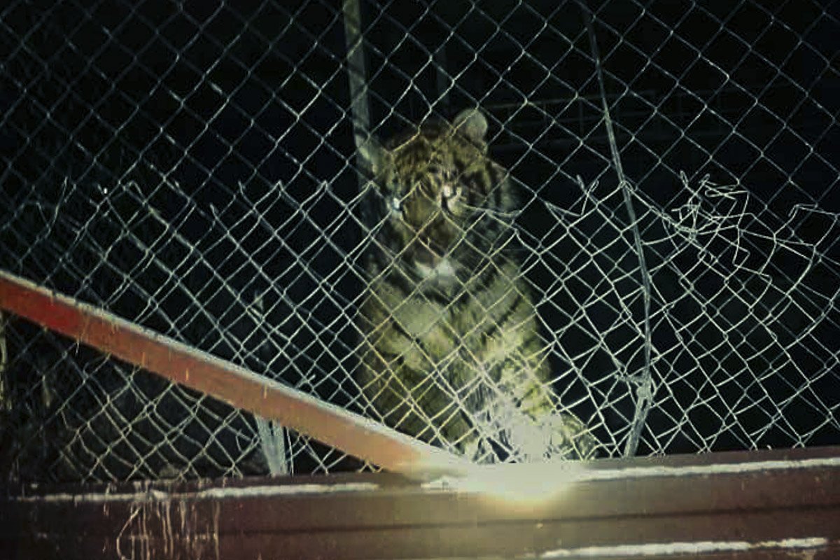 Все животные не ухожены и голодные