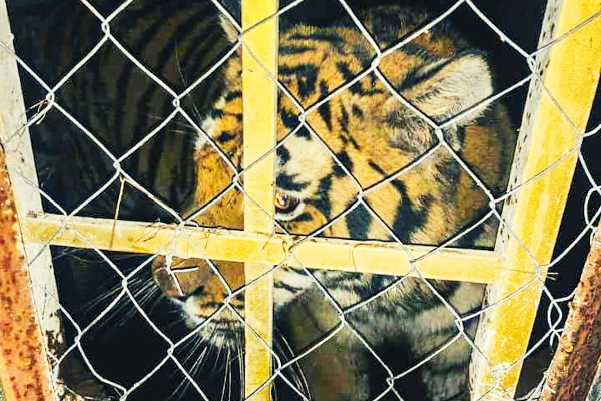 На территории клуба нашли шесть животных