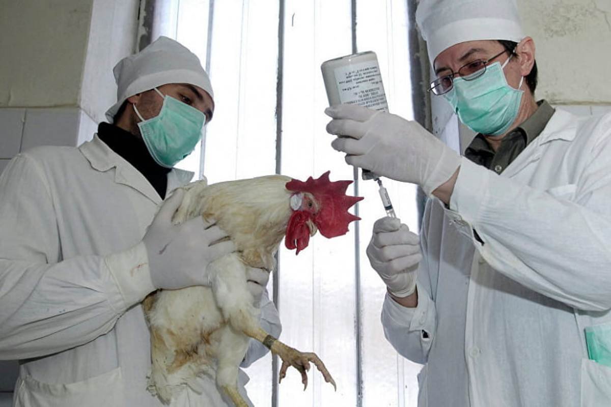 Вспышка птичьего гриппа в Польше Вспышка птичьего гриппа в Польше