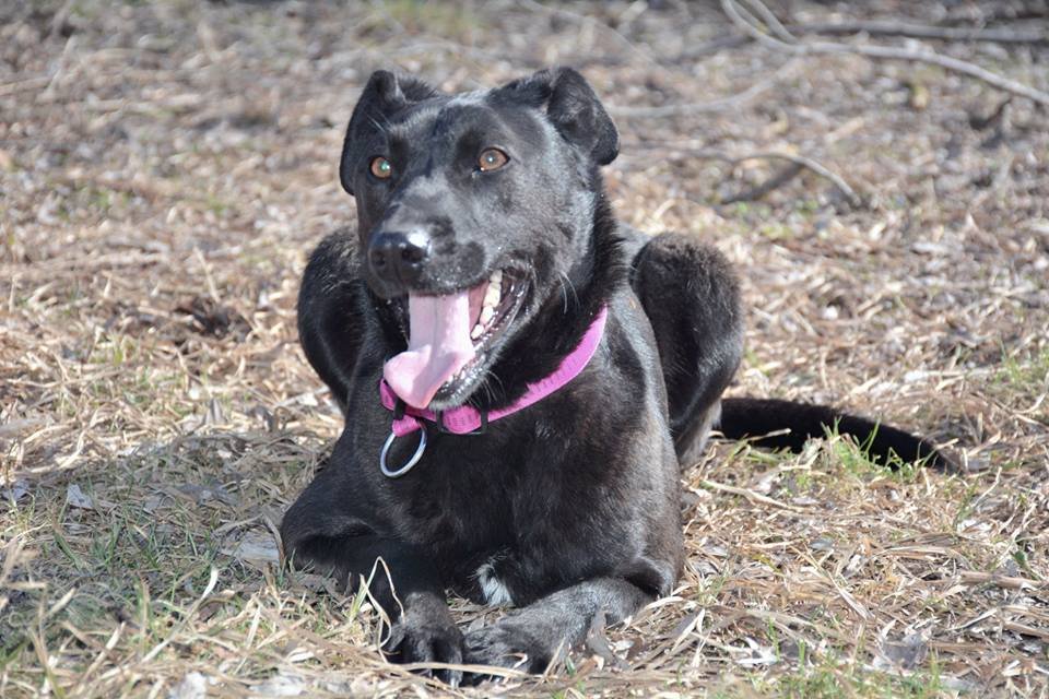 Это Шая, чорненькая принцесса, которая живет в приюте