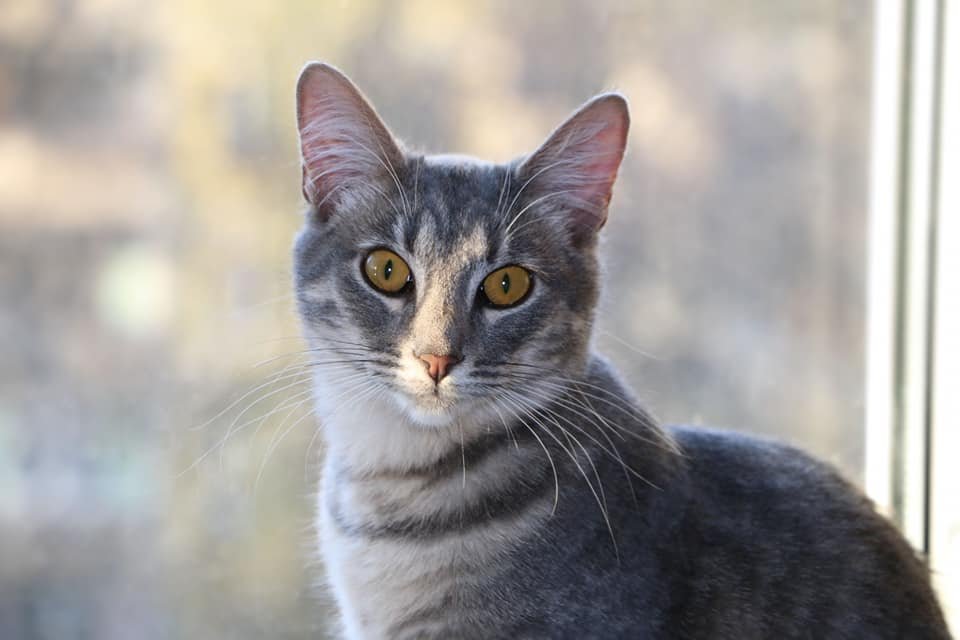 Согласитесь, такому бриллианту не место в приюте