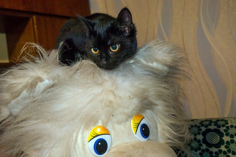 Кира - это миниатюрная и игривая пантерка