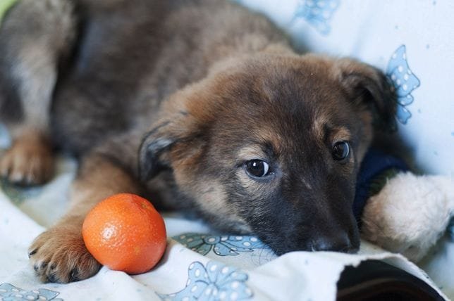 Фил - очень красивый малыш, вырастет средней собачкой