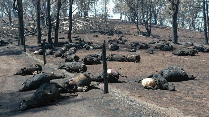 Полмиллиарда животных... 