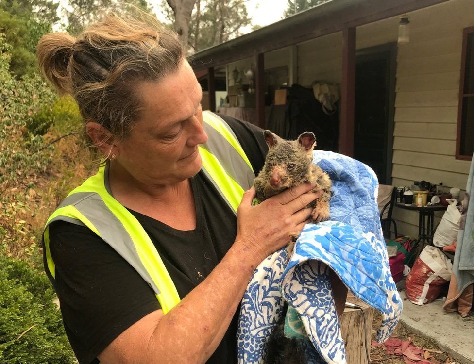 Волонтер держит обгоревшего опоссума, спасенного от пожаров у Голубых гор Австралии. Фото BBC