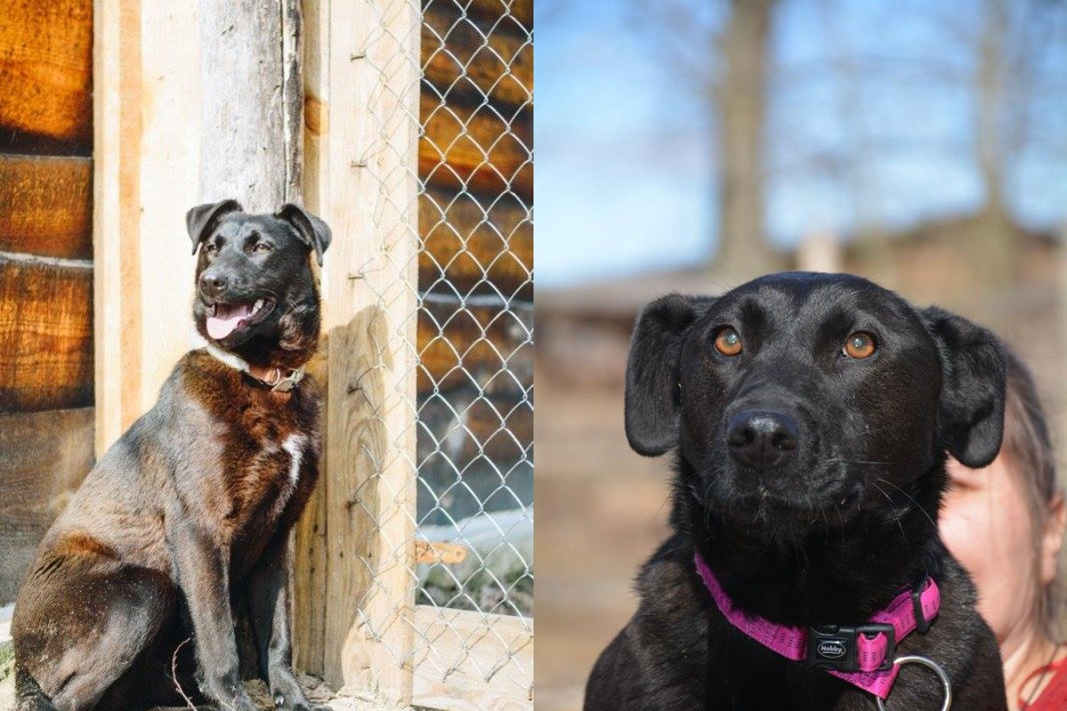 Шая в своей жизни не видела ничего, кроме сетки вольера. Но ведь так не должно быть... Шая в своей жизни не видела ничего, кроме сетки вольера. Но ведь так не должно быть...