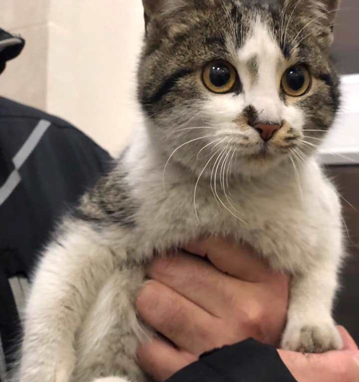 Трехцветная красотка Хлоя волей судьбы оказалась на улице Трехцветная красотка Хлоя волей судьбы оказалась на улице