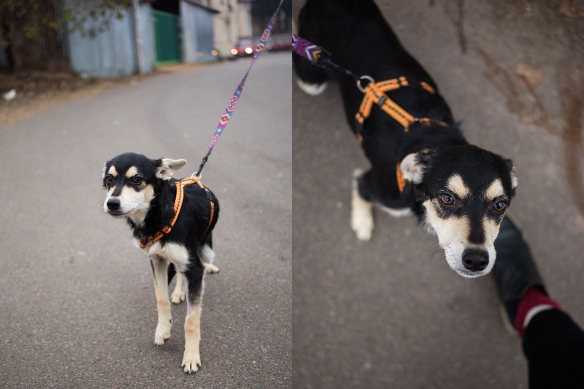Дина сможет жить и в квартире, так как не будет большой собакой Дина сможет жить и в квартире, так как не будет большой собакой