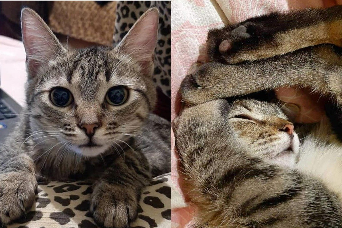 Подарите любовь: какие животные ищут дом в Киеве 4