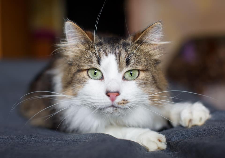 Эти глазоньки заслуживают счастья Эти глазоньки заслуживают счастья