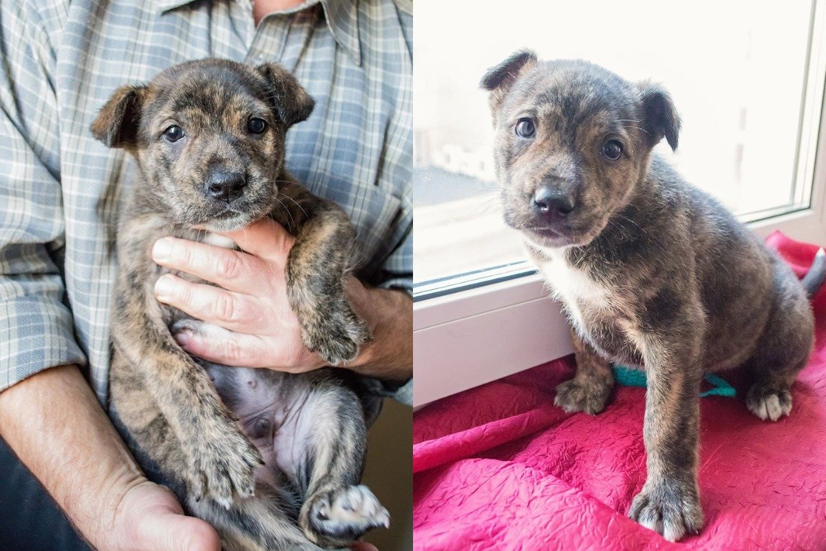 Багги станет самым лучшим вашим другом Багги станет самым лучшим вашим другом