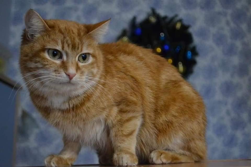 Злата - настоящее золото Злата - настоящее золото