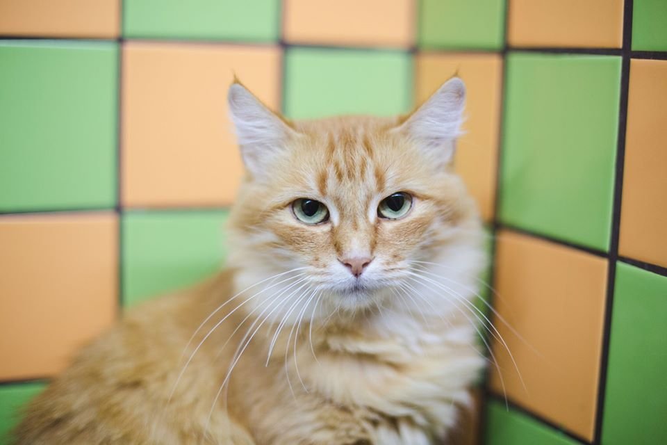 Рыжая - девочка с характером, но она обязательно откроет вам свое сердечко Рыжая - девочка с характером, но она обязательно откроет вам свое сердечко