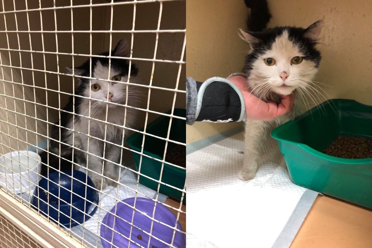 Пережив весь тот ужас в своей жизни Зефир не озлобился, а продолжает любить каждого, кто тянет к нему ручку Пережив весь тот ужас в своей жизни Зефир не озлобился, а продолжает любить каждого, кто тянет к нему ручку