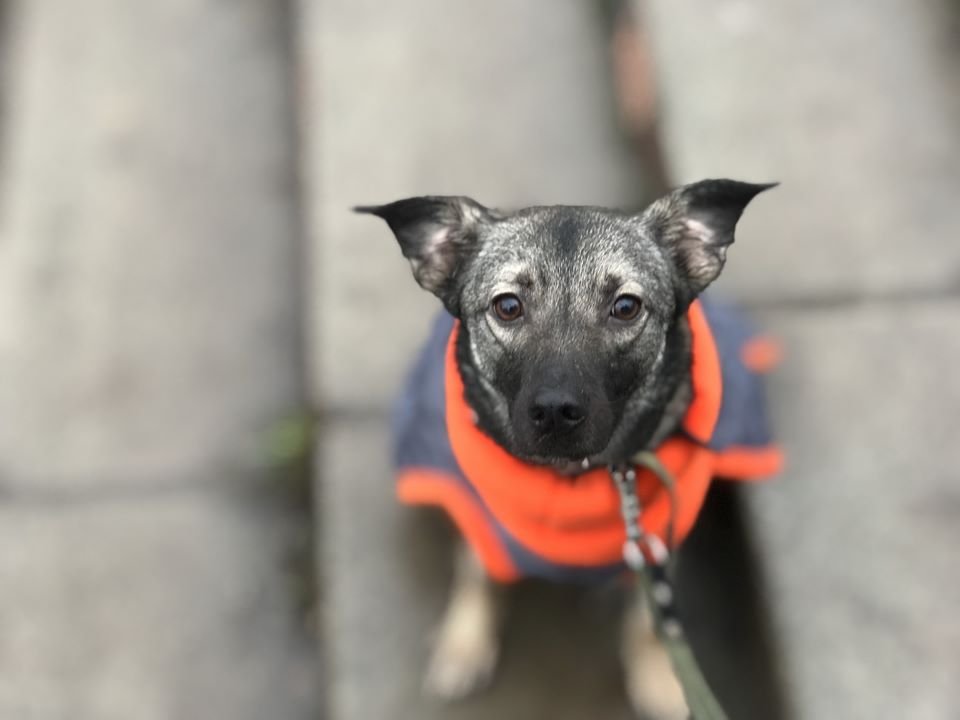 Балу чем-то похож на того мишку из Диснеевского мультфильма о Маугли, только еще круче! Балу чем-то похож на того мишку из Диснеевского мультфильма о Маугли, только еще круче!