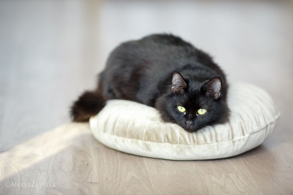 Очаровательная Виола скрасит вашу жизнь и не даст скучать больше никогда Очаровательная Виола скрасит вашу жизнь и не даст скучать больше никогда