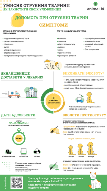 Что делать, если ваш питомец съел отраву на улице. Инфографика 1