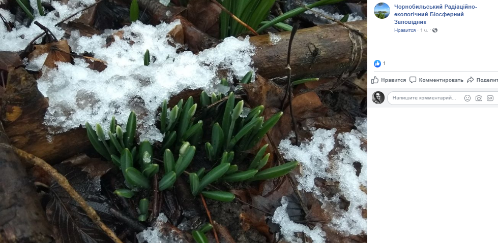 Из-за аномального тепла в январе и в феврале в воздухе витает запах весны Из-за аномального тепла в январе и в феврале в воздухе витает запах весны