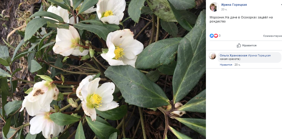 А вокруг вовсю распускаются различные цветы А вокруг вовсю распускаются различные цветы