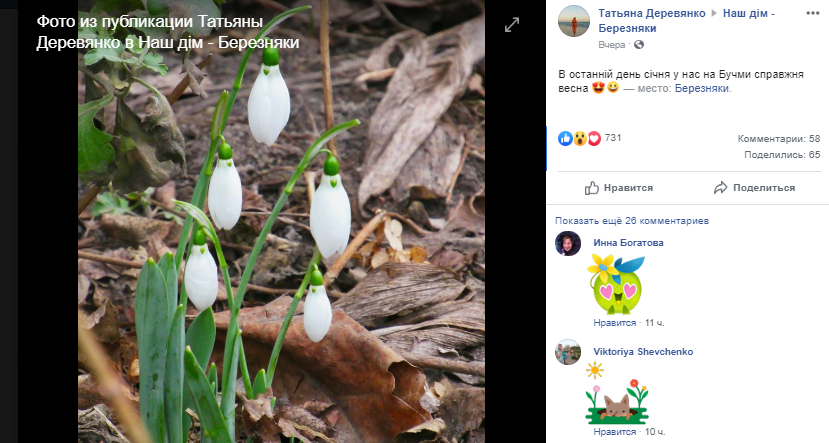 Больше всего цветут подснежники Больше всего цветут подснежники