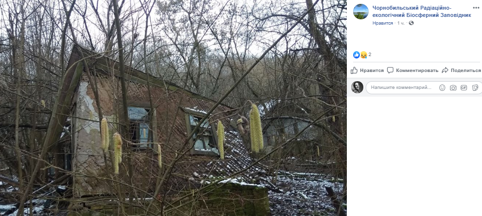 Вслед за ними в зоне отчуждения появились орешники Вслед за ними в зоне отчуждения появились орешники