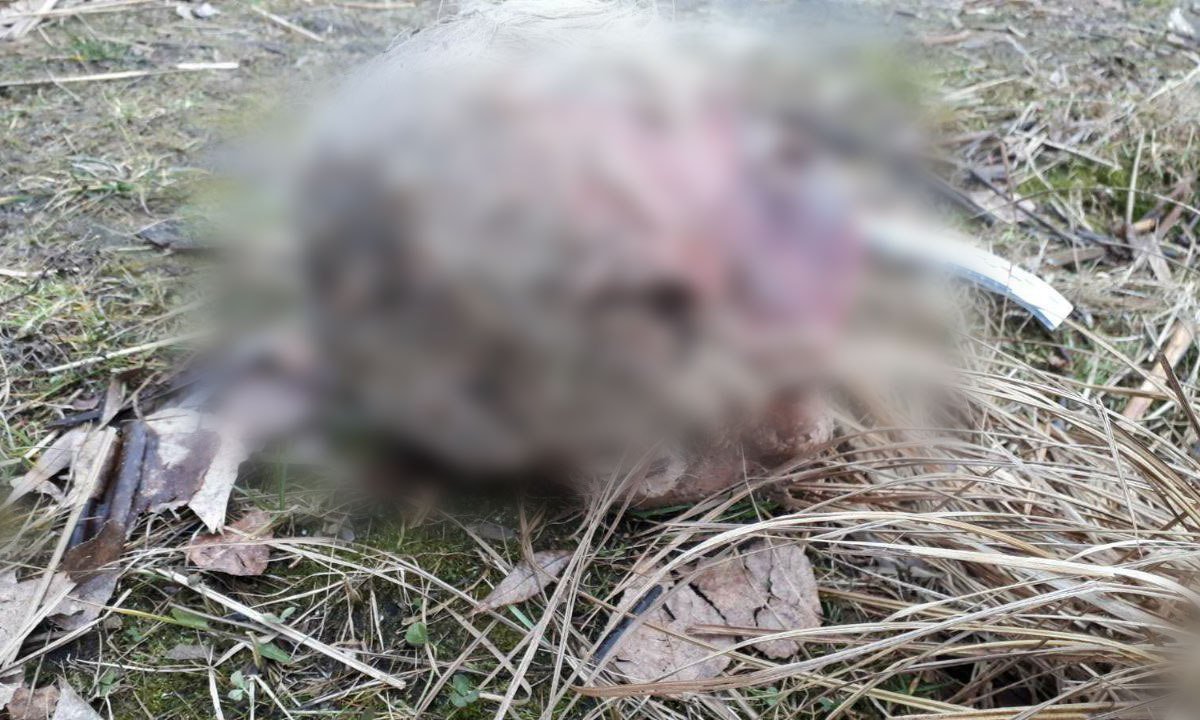 В Киеве рыбаки выловили из Днепра человеческую голову в пакете